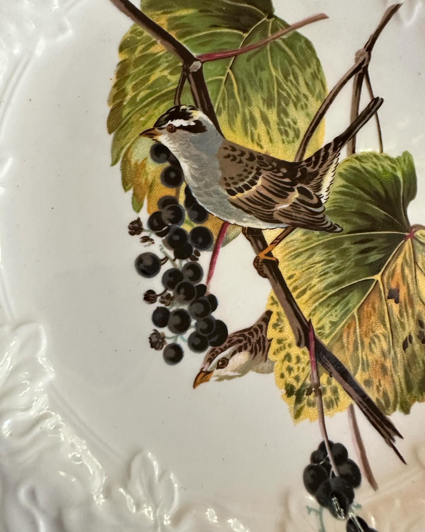 Vintage set of 6 Meakin England, National Audubon Society plates, Birds of America